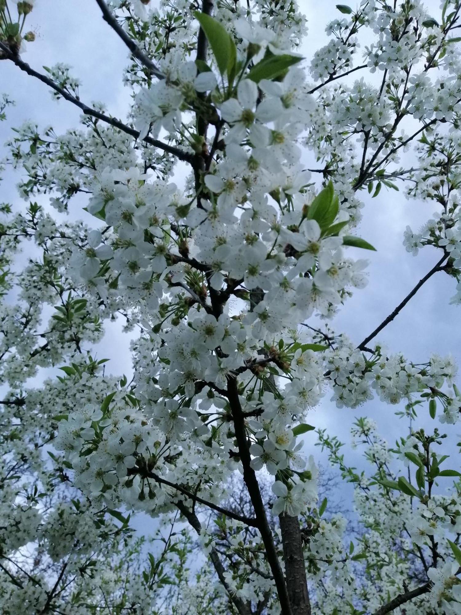 Khorotseve Анничка 빌라 외부 사진